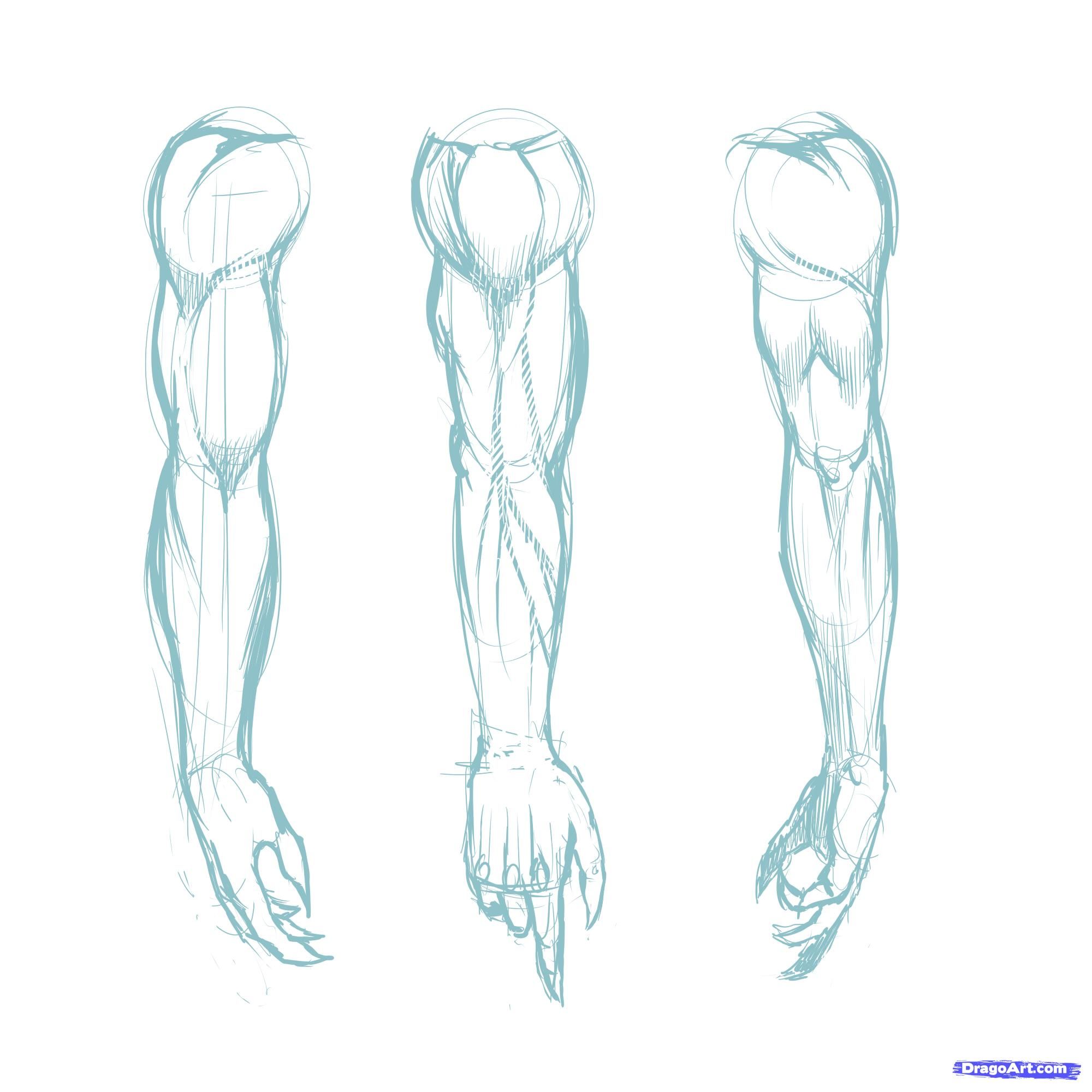 Muscles Drawing