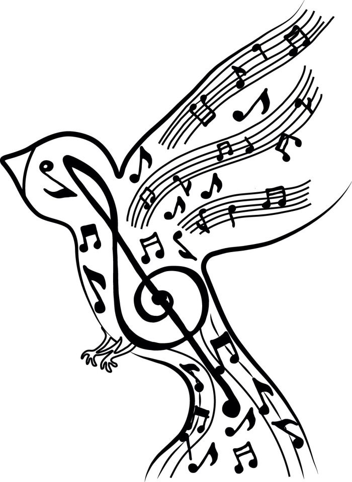 Music Bird Drawing Pics