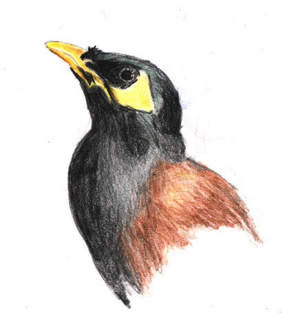 Mynah Drawing Picture
