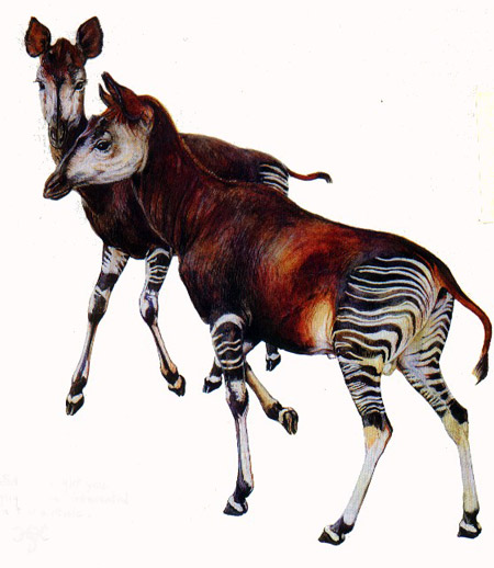Okapi Drawing Amazing