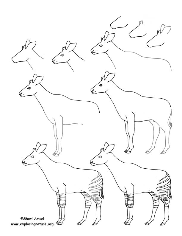 Okapi Drawing Art