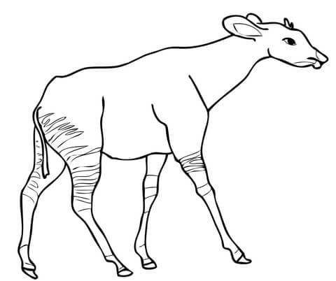 Okapi Drawing Best