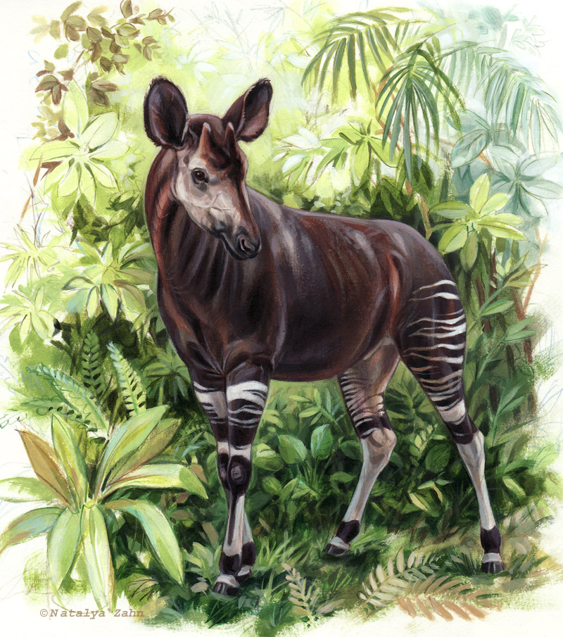 Okapi Drawing Image