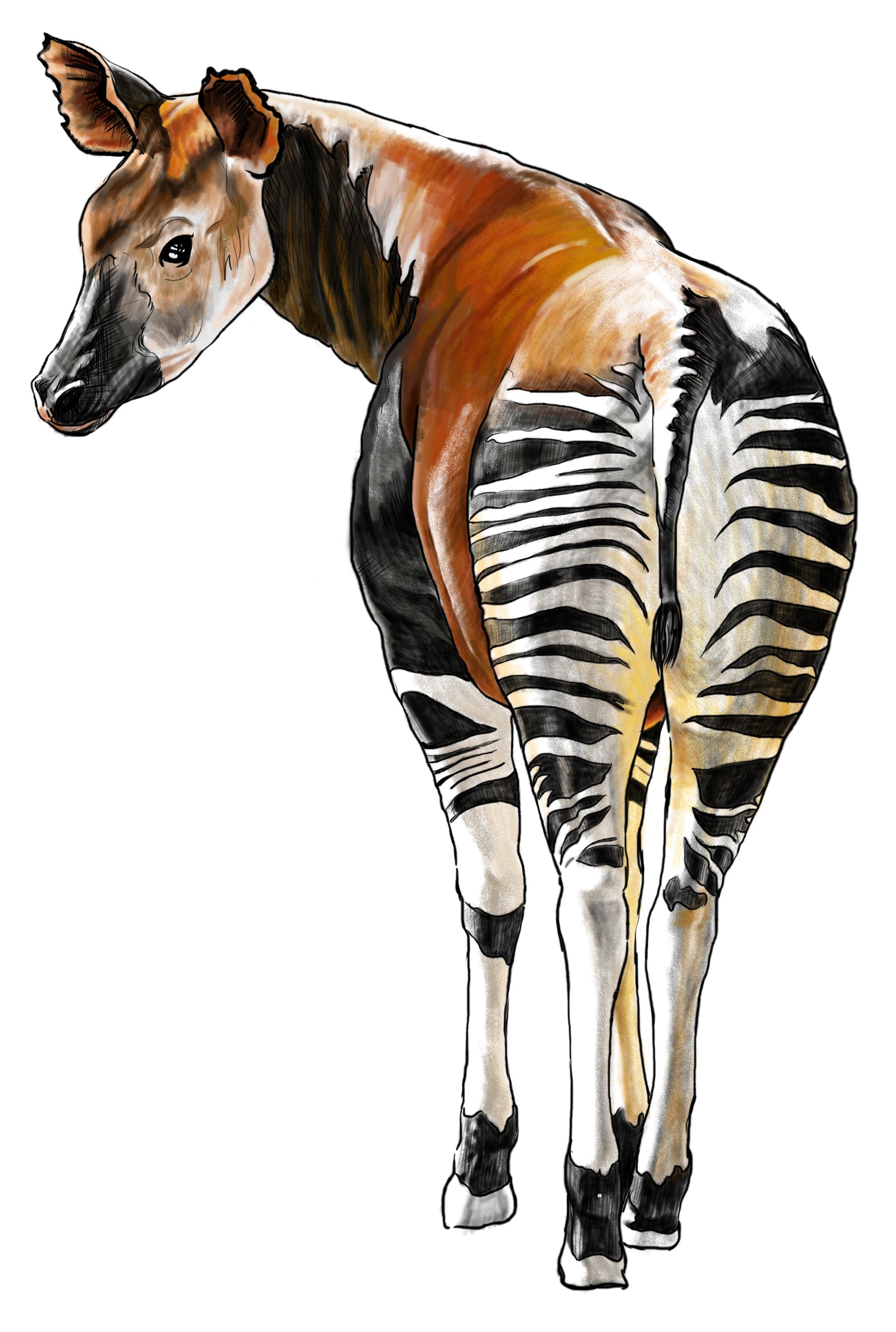 Okapi Drawing Pic