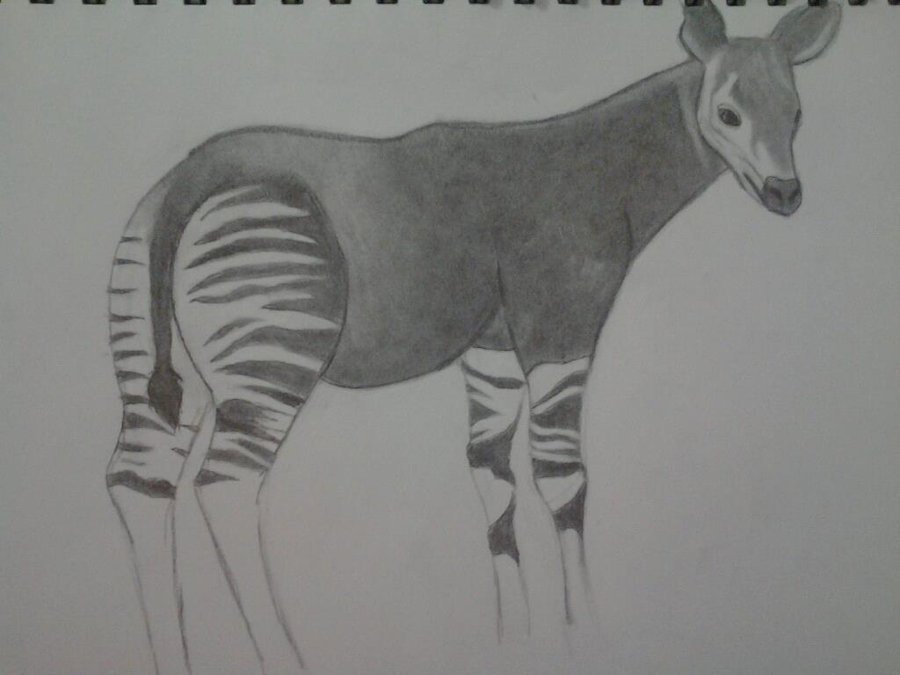 Okapi Drawing Realistic