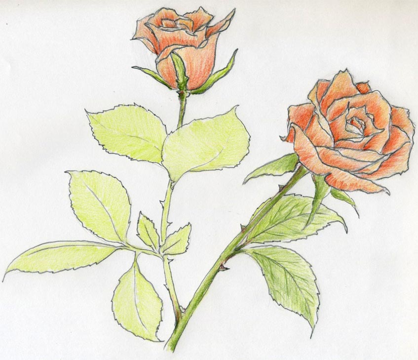 Orange Rose Drawing Beautiful Image