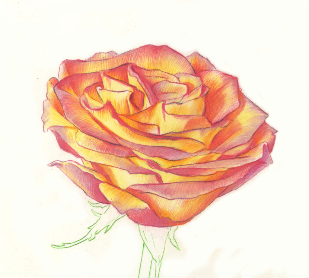 Orange Rose Drawing Image