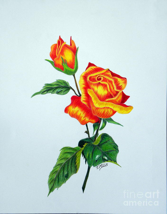 Orange Rose Drawing Photo