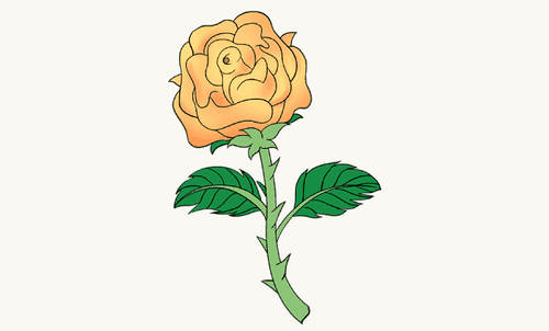 Orange Rose Drawing Picture