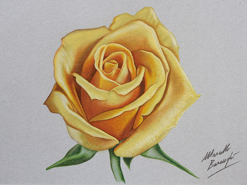 Orange Rose Drawing Realistic
