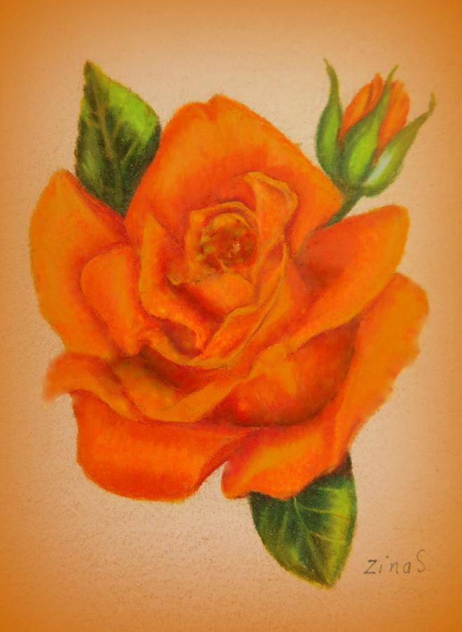 Orange Rose Drawing Sketch
