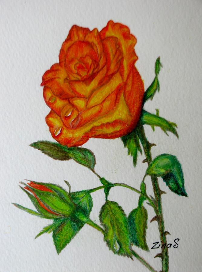 Orange Rose Drawing