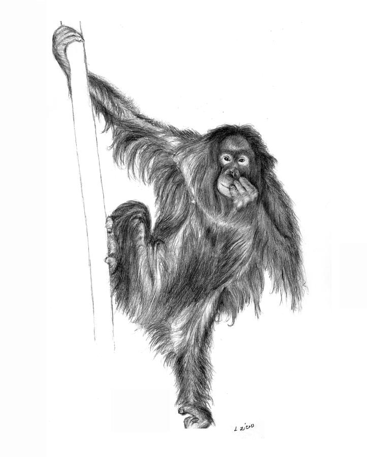 Orangutan Art Drawing