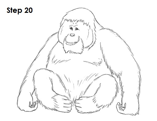Orangutan Drawing Art