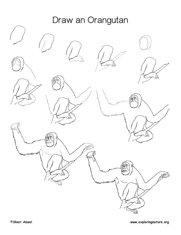 Orangutan Drawing Best