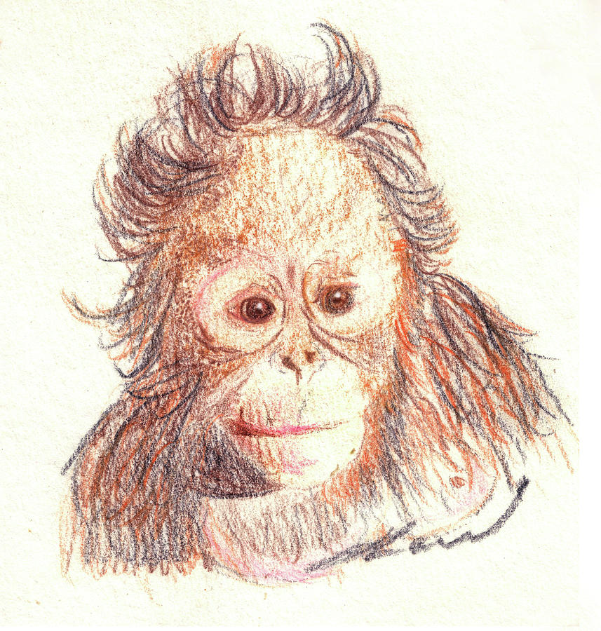 Orangutan Drawing High-Quality