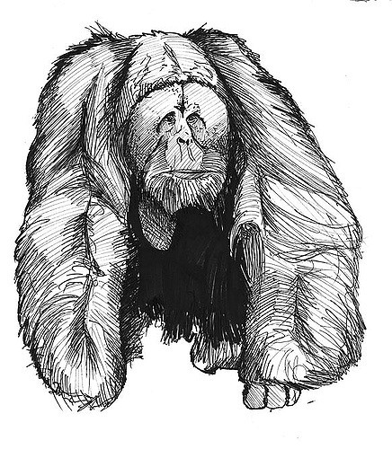 Orangutan Drawing Image
