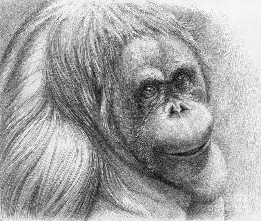 Orangutan Drawing Images
