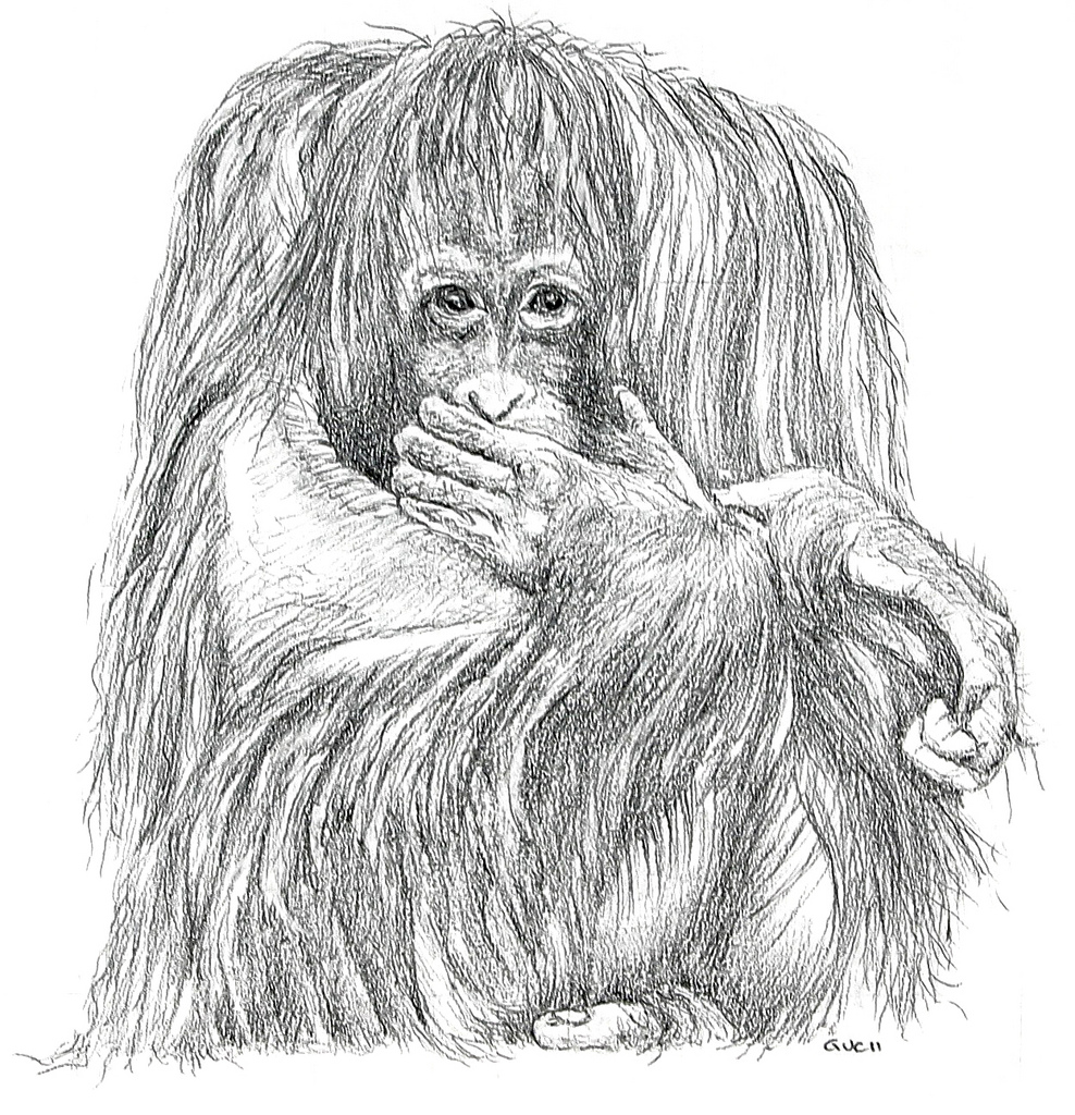 Orangutan Drawing Photo