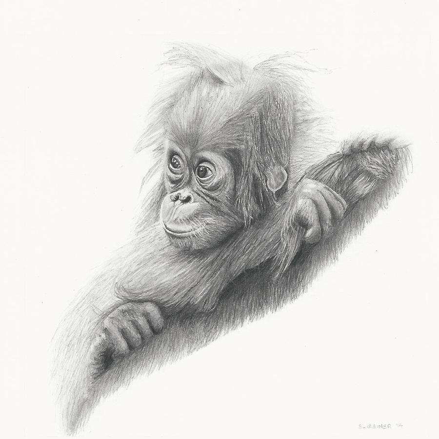 Orangutan Drawing Picture