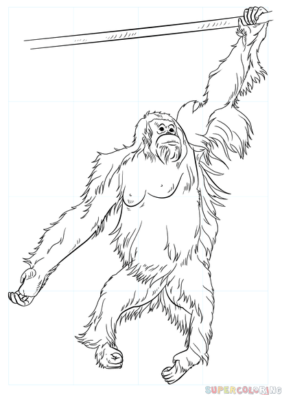 Orangutan Drawing Pictures