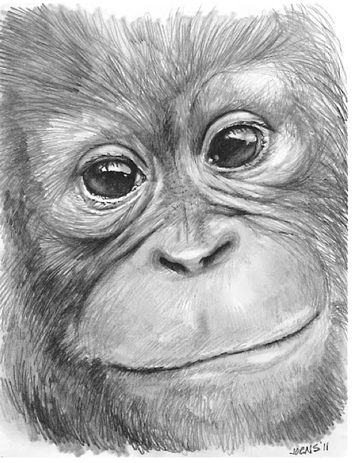 Orangutan Drawing Sketch