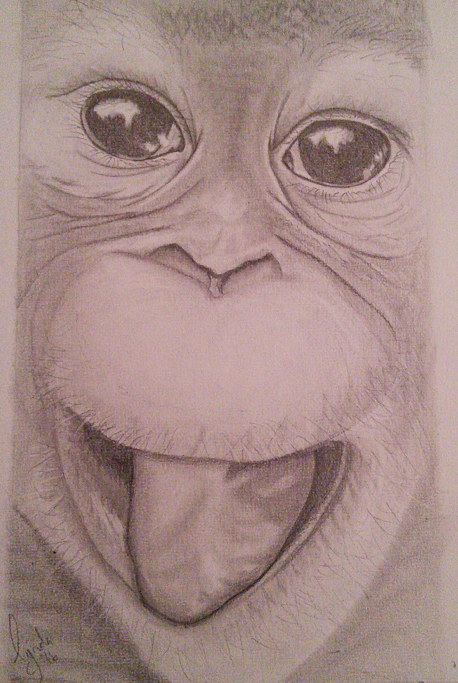 Orangutan Drawing