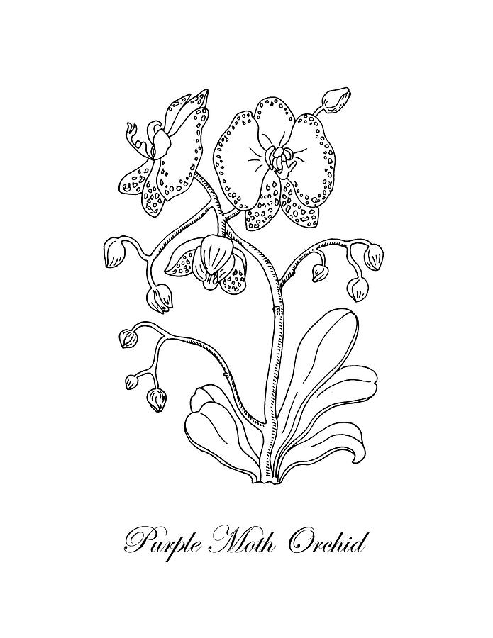 Orchid Drawing Amazing