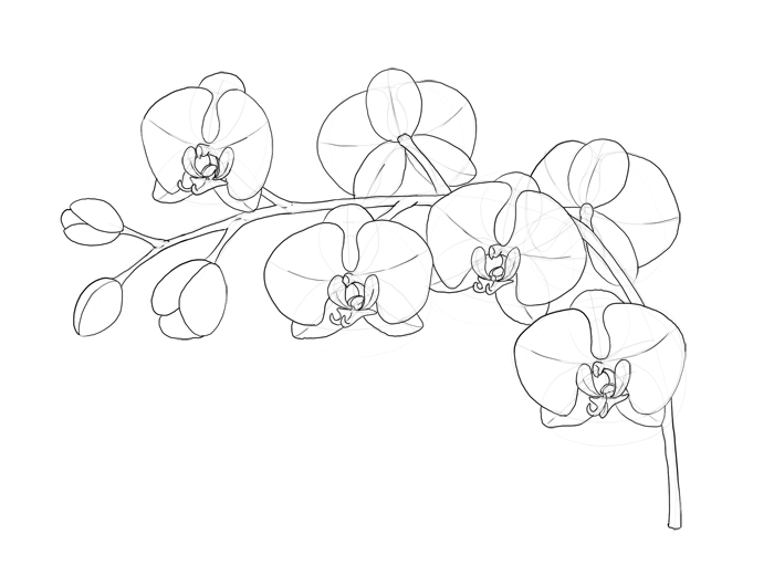 Orchid Drawing Art