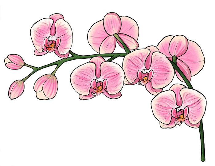 Orchid Drawing Beautiful Image