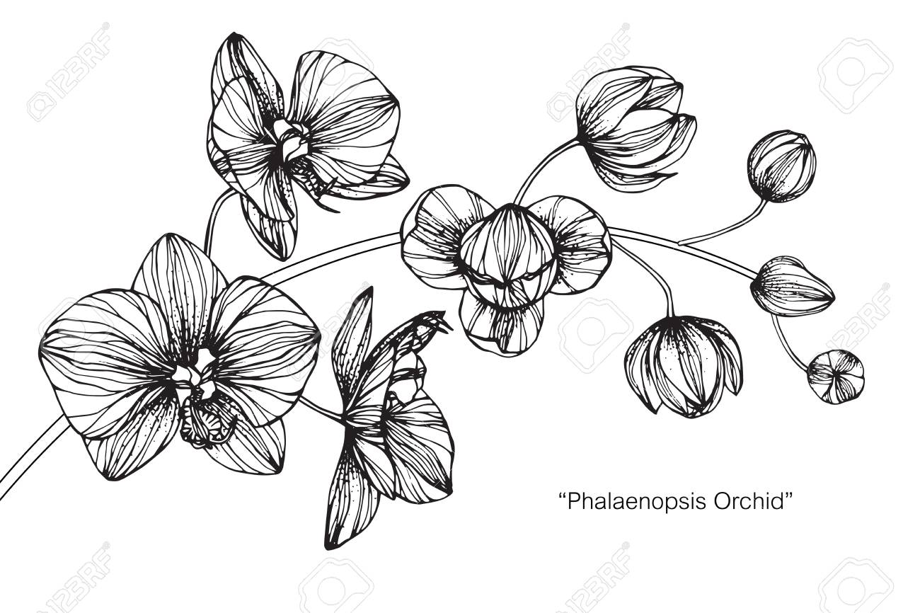Orchid Drawing Image