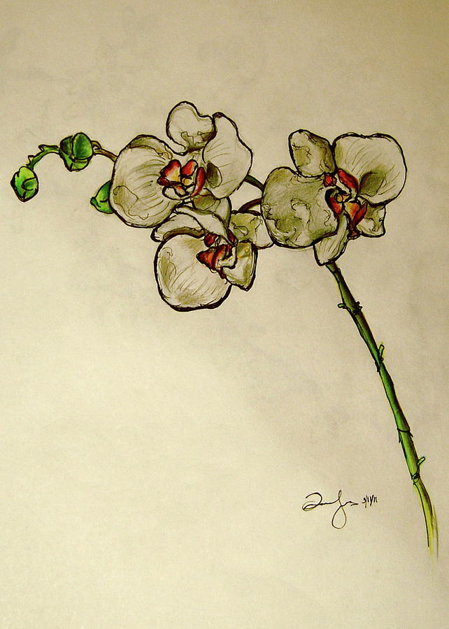 Orchid Drawing Images