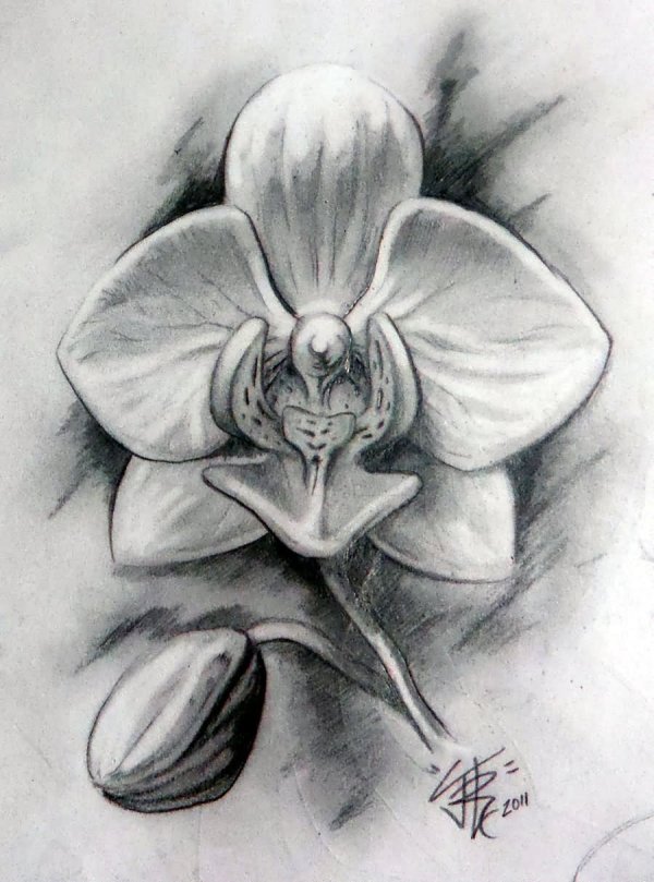 Orchid Drawing Photo