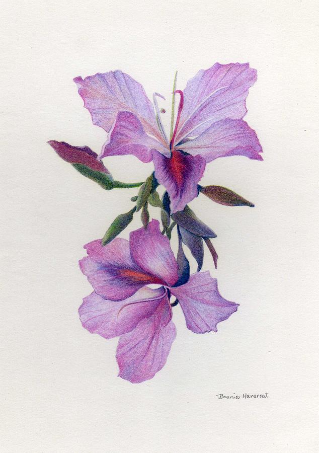 Orchid Drawing Photos