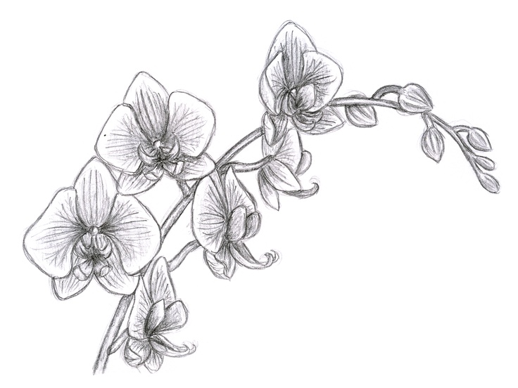 Orchid Drawing Pic