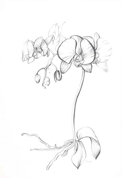 Orchid Drawing Pics