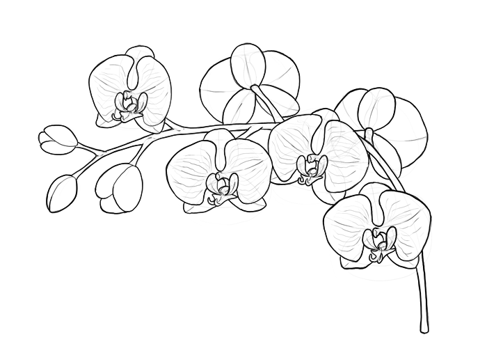 Orchid Drawing Realistic
