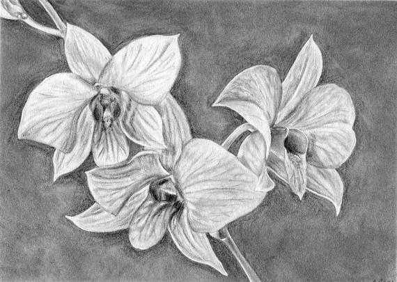 Orchids Flower Drawing Amazing