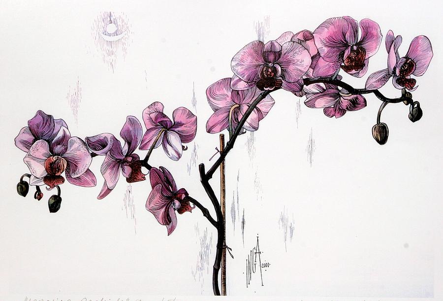 Orchids Flower Drawing Best