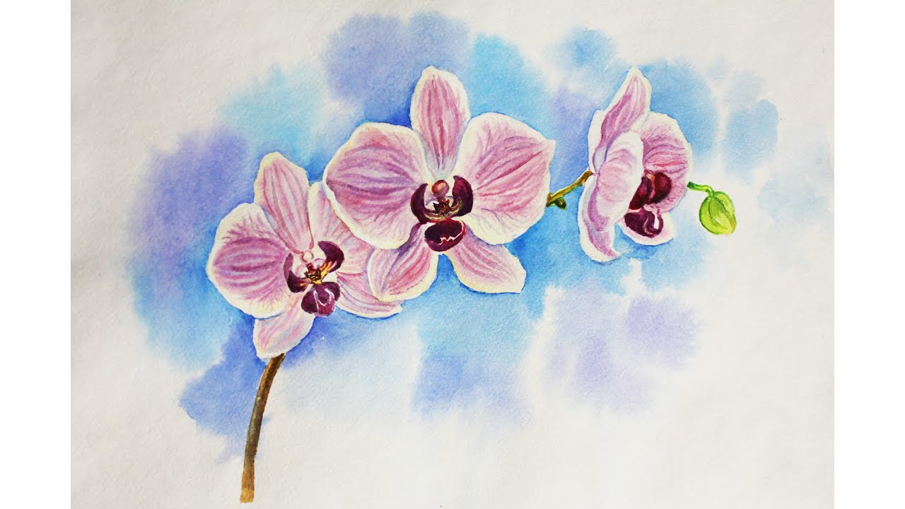Orchids Flower Drawing High-Quality