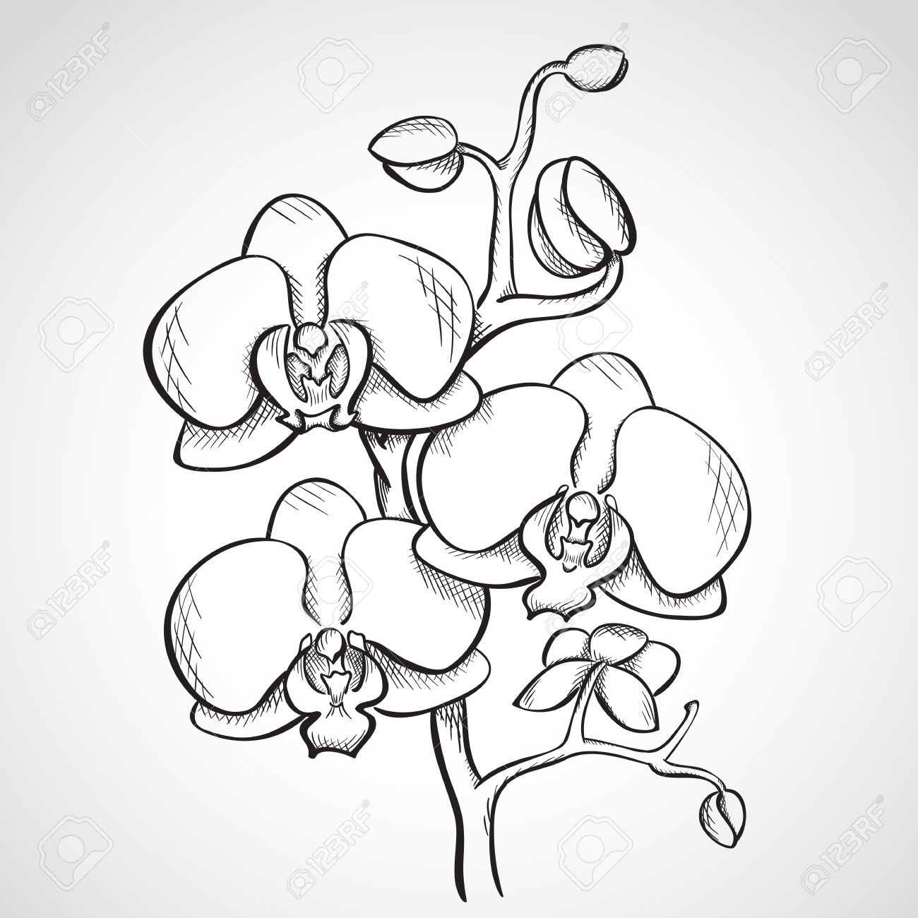 Sketch orchid branch