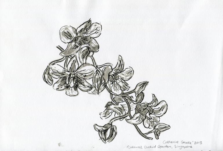 Orchids Flower Drawing Photo