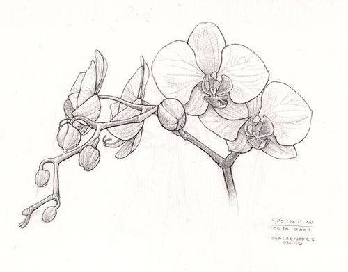 Orchids Flower Drawing Pic