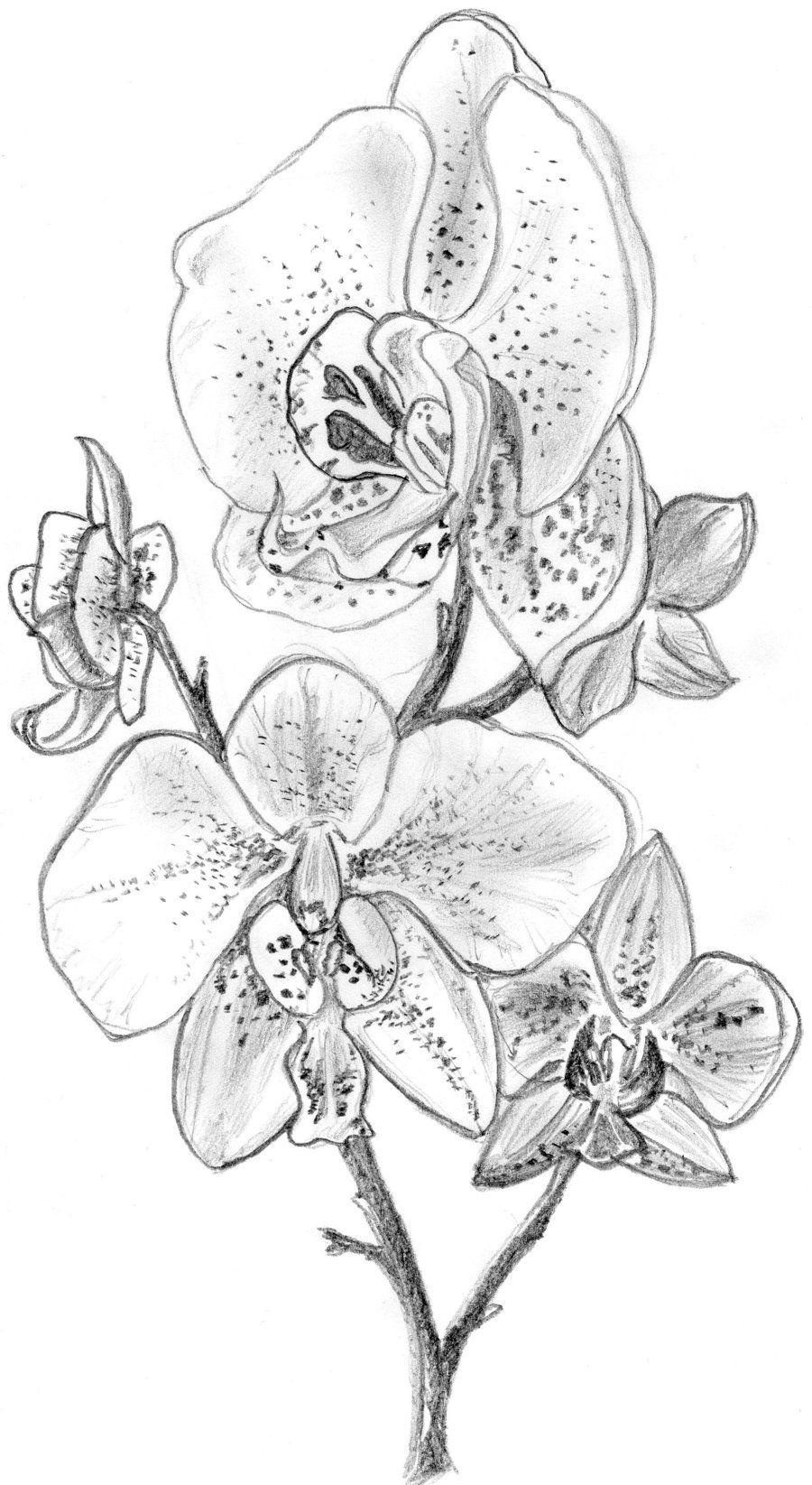 Orchids Flower Drawing Picture