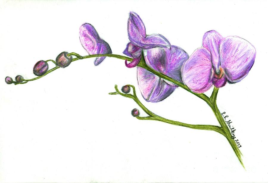Orchids Flower Drawing Realistic