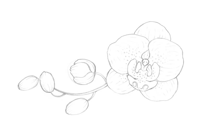 Orchids Flower Drawing Sketch
