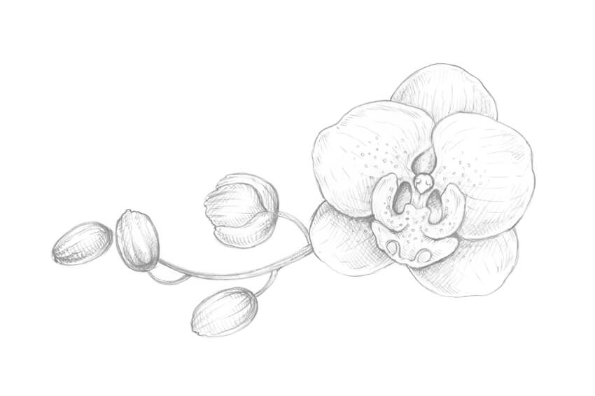 Orchids Flower Drawing