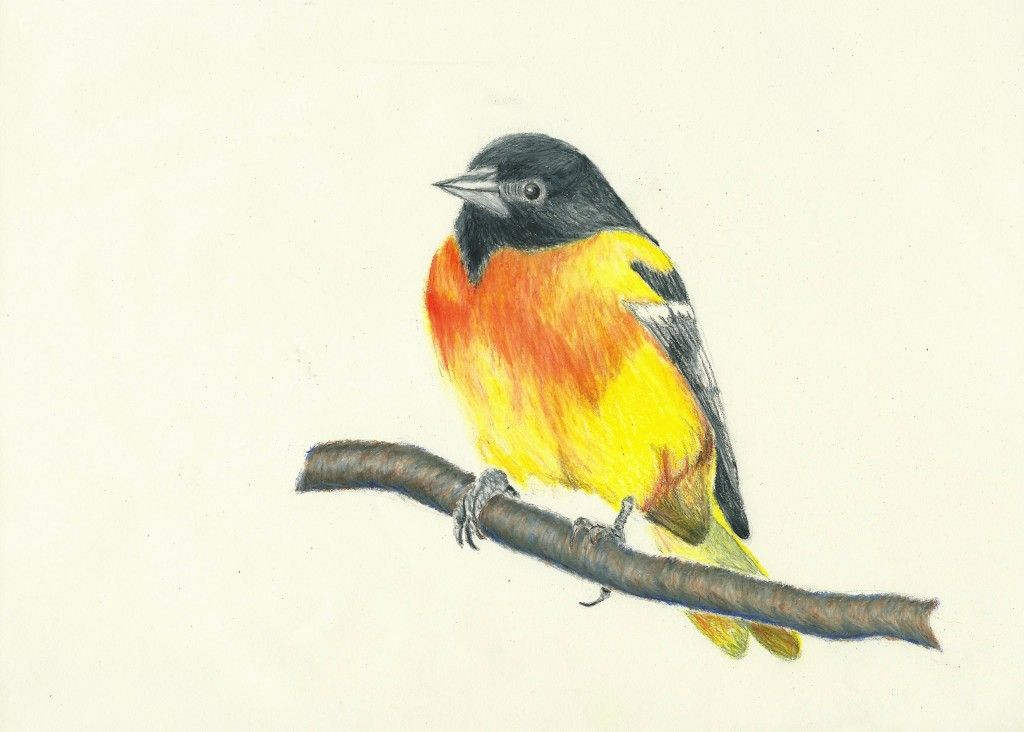 Oriole Drawing Beautiful Image