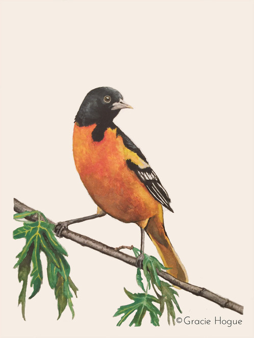 Oriole Drawing Best