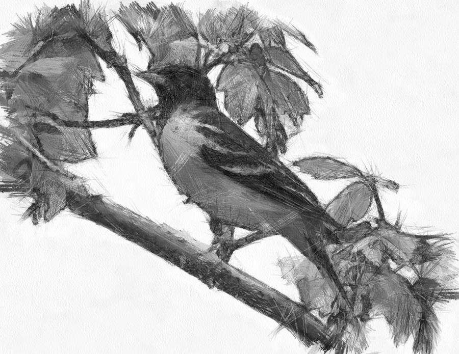 Oriole Drawing Images